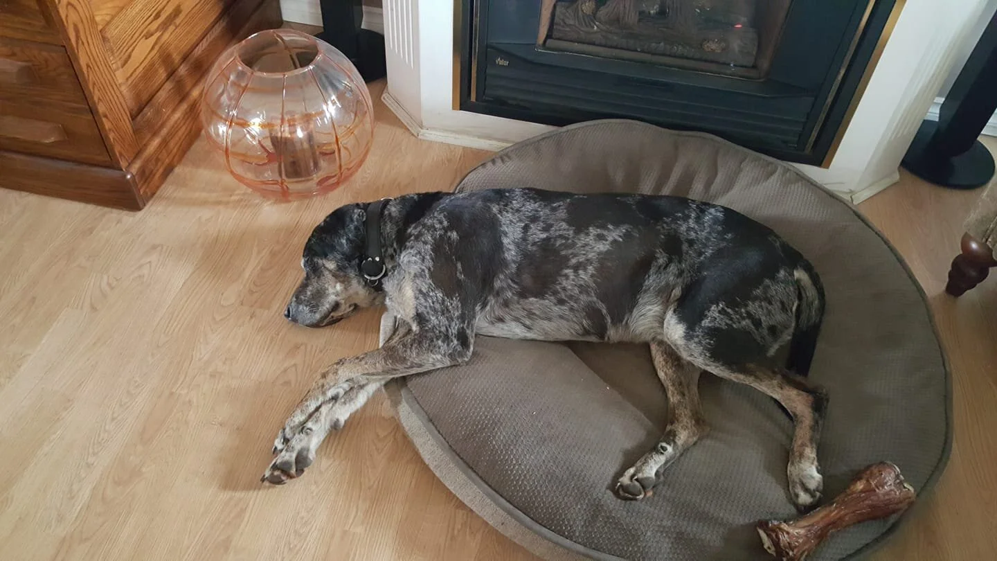 HAPPY STORIES - BUSTER IS HOME - ALDERGROVE - MAR. 27, 2020