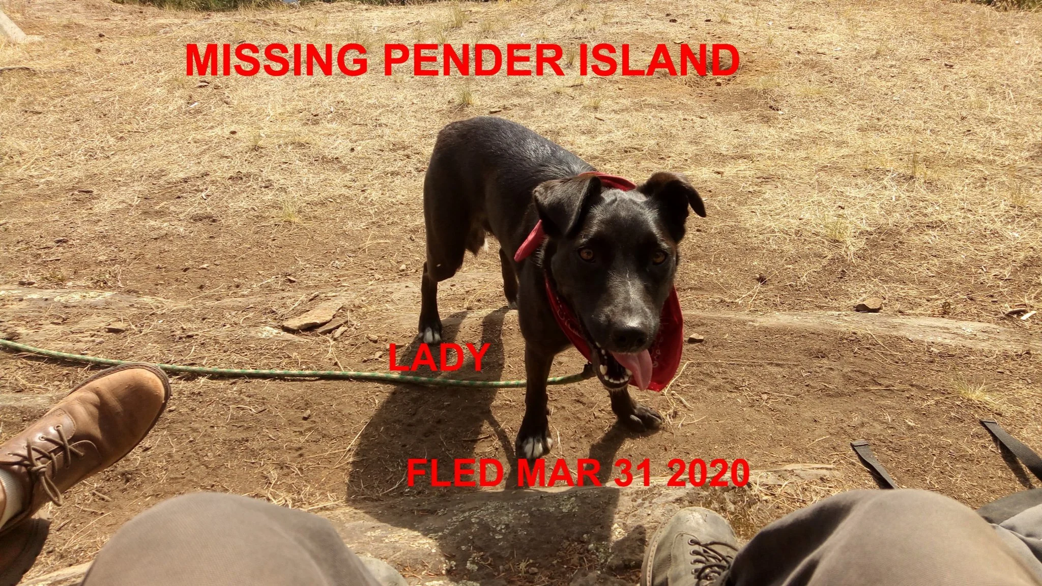 HAPPY TAILS - PENDER ISLAND BC - APR. 6, 2020