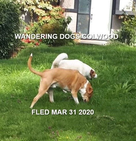 HAPPY TAILS - COLWOOD BC - MAR. 31, 2020