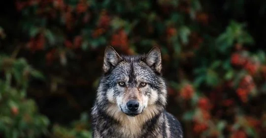 TAYAKA - DISCOVERY ISLAND WOLF KILLED BY A TROPHY HUNTER - SHAWNIGAN LAKE BC - MARCH 2020