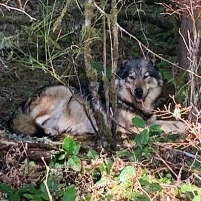 TAYAKA - MARCH 2020  RIP