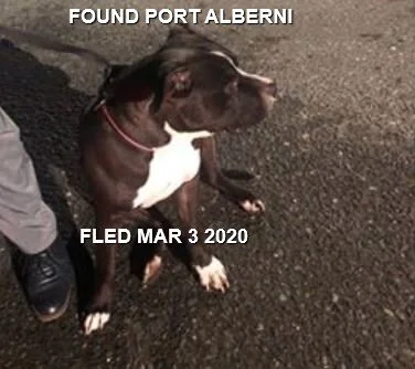 HAPPY TAILS - PORT ALBERNI BC. - MAR. 3, 2020