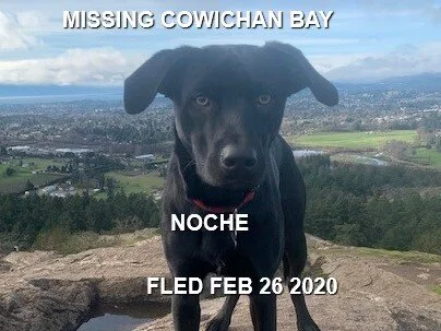 HAPPY TAILS - COWICHAN BAY BC - FEB. 26, 2020