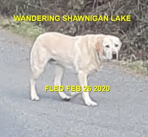 HAPPY TAILS - SHAWNIGAN LAKE BC. - FEB. 26, 2020