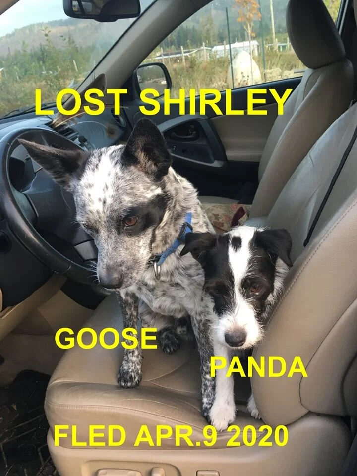 HAPPY TAILS - SHIRLEY BC - APR. 7, 2020