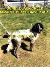 HAPPY TAILS - BLACK CREEK BC - APR. 8, 2020