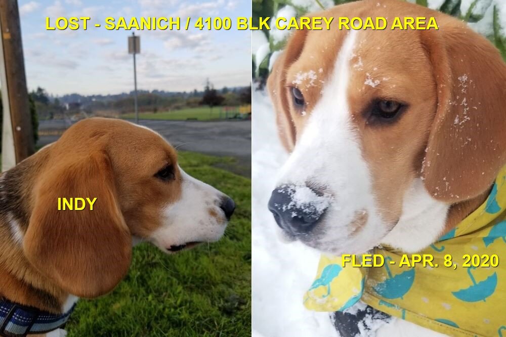 HAPPY TAILS - HBC - SAANICH BC - APR. 8, 2020