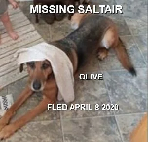 HAPPY TAILS - SALTAIR BC - APR. 8, 2020