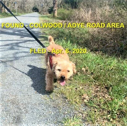 HAPPY TAILS - COLWOOD BC - APR. 6, 2020