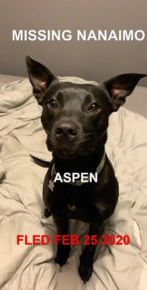 HAPPY TAILS - NANAIMO BC. - FEB. 25, 2020