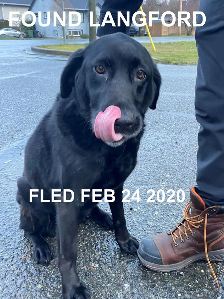 HAPPY TAILS - LANGFORD BC. - FEB. 24, 2020