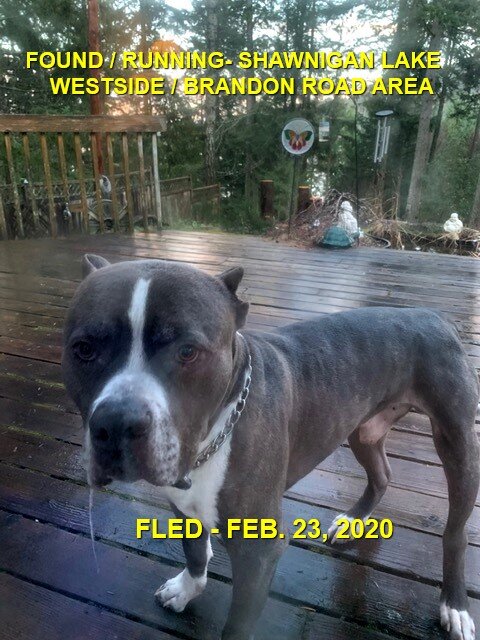 HAPPY TAILS - SHAWNIGAN LAKE BC. - FEB. 23, 2020