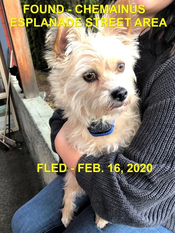 HAPPY TAILS - CHEMAINUS BC - FEB 16, 2020