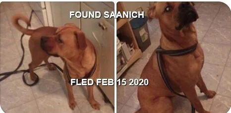 WENT TO SHELTER - SAANICH BC - FEB. 15, 2020