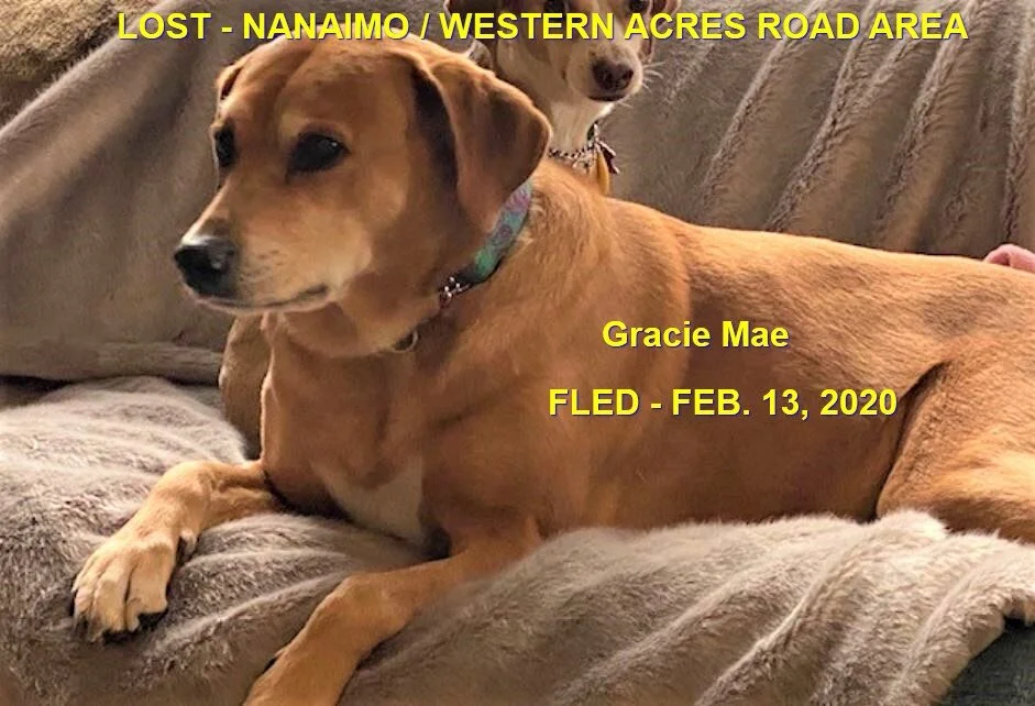 HAPPY TAILS - NANAIMO BC - FEB 13, 2020