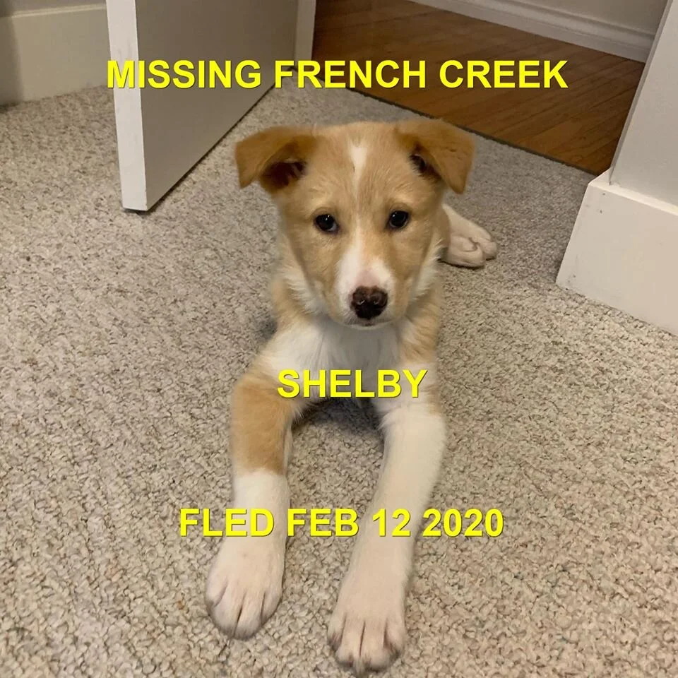 HAPPY TAILS - PARKSVILLE BC. - FEB 12, 2020