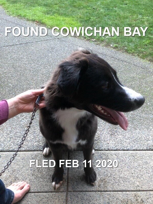 HAPPY TAILS - COWICHAN BAY BC - FEB. 11, 2020