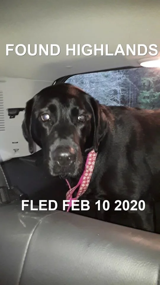 HAPPY TAILS - WEST HIGHLANDS / WESTSHORE - FEB 10, 2020