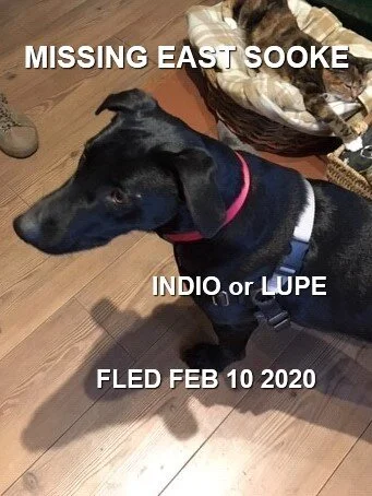 HAPPY TAILS - EAST SOOKE, BC - FEB 10, 2020