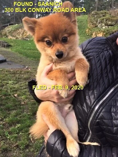 HAPPY TAILS - SAANICH BC - FEB 9, 2020