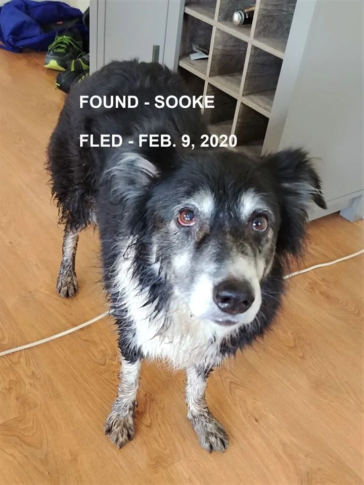 HAPPY TAILS - SOOKE BC - FEB 9, 2020