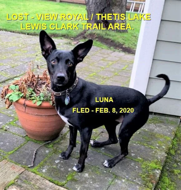 HAPPY TAILS - LANGFORD BC - FEB 8, 2020