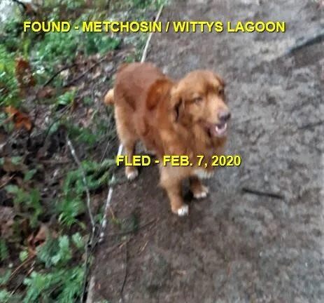 GONE TO SHELTER - METCHOSIN BC - FEB 7, 2020