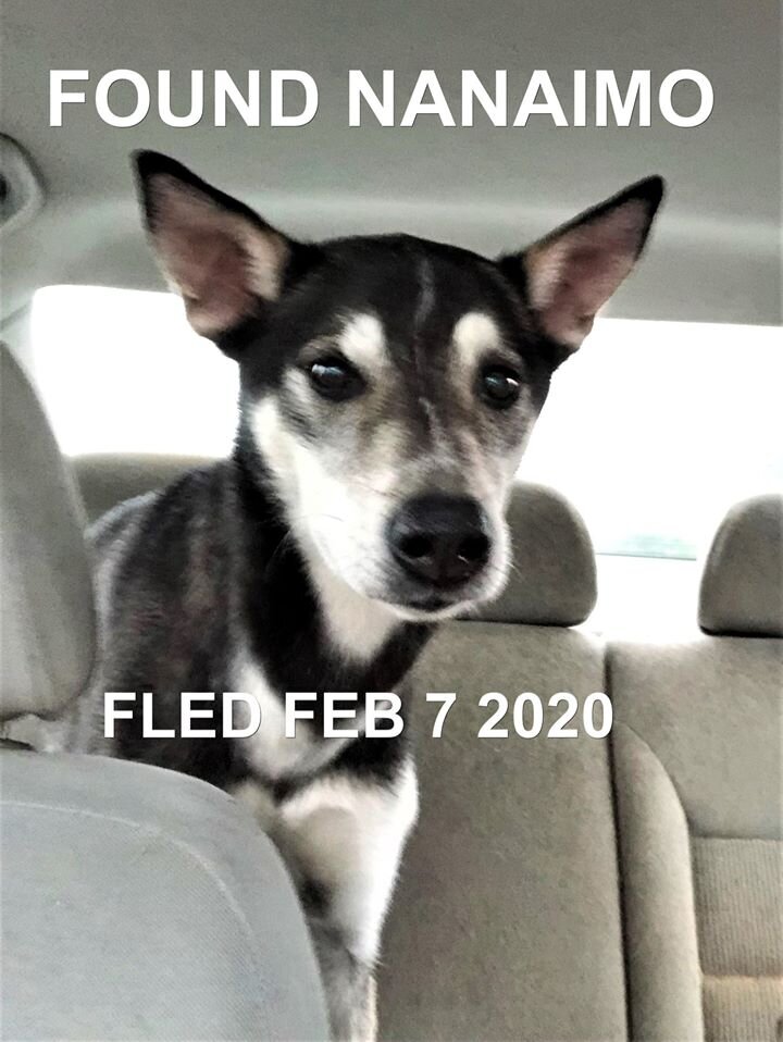 HAPPY TAILS - NANAIMO BC - FEB 7, 2020