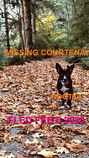 HAPPY TAILS - COURTENAY BC - FEB 6, 2020