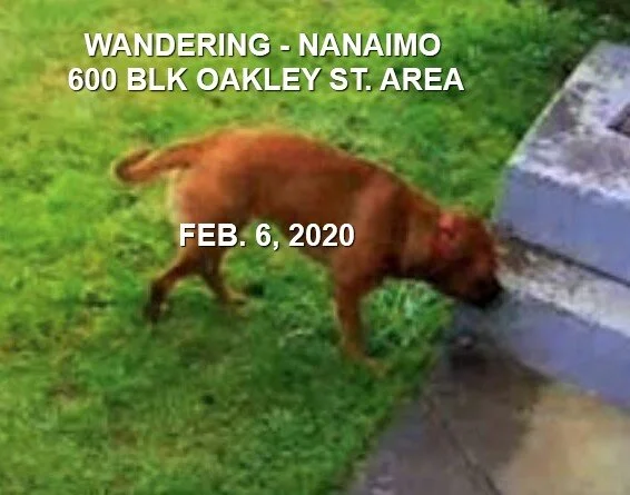 HAPPY TAILS - NANAIMO BC - FEB 6, 2020