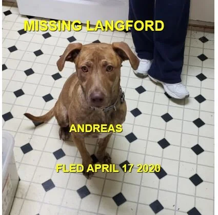 HAPPY TAILS - LANGFORD - APR. 17/2020
