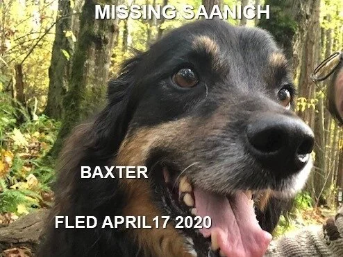 HAPPY TAILS - SAANICH BC - APR. 17, 2020