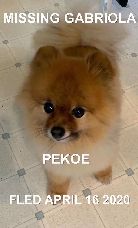 HAPPY TAILS - GABRIOLA ISLAND BC - APR. 16, 2020