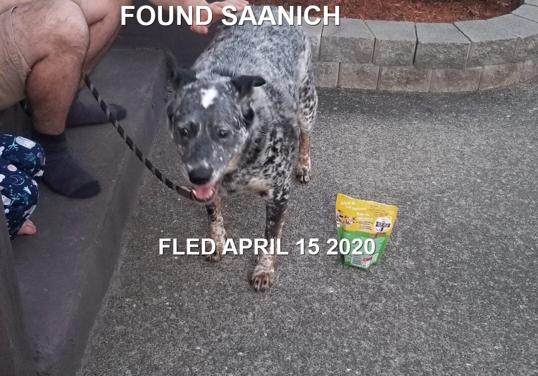 HAPPY TAILS - SAANICH BC - APR. 15/2020