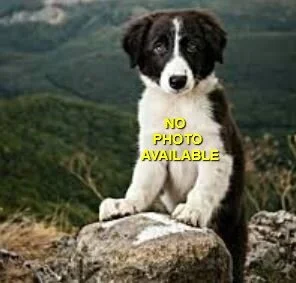 HAPPY TAILS - NANAIMO BC - APR. 14/2020