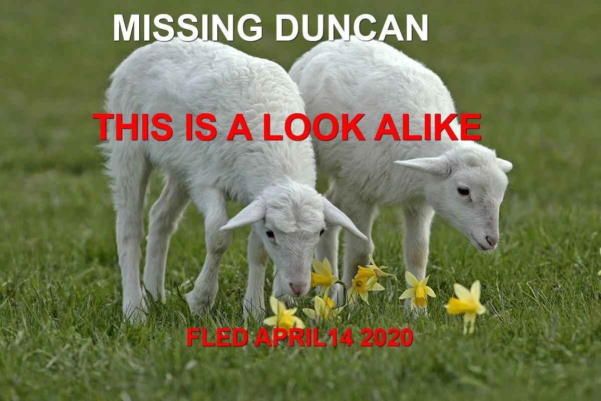 HAPPY SHEEP TAILS - DUNCAN BC - APR 13/2020