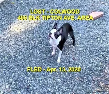 HAPPY TAILS - COLWOOD BC - APR. 12/2020