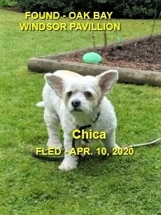 HAPPY TAILS - OAK BAY BC - APR. 10/2020