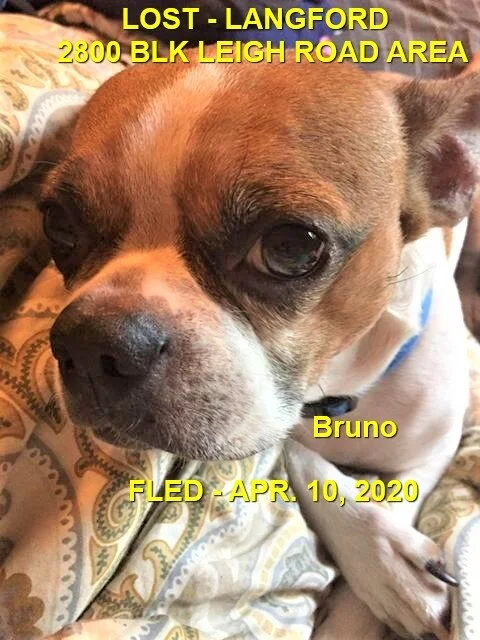 HAPPY TAILS - LANGFORD BC - APR 10/2020