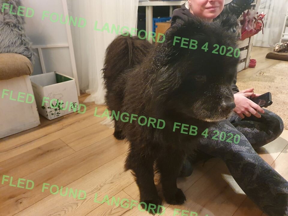 HAPPY TAILS - LANGFORD BC - FEB. 4/2020