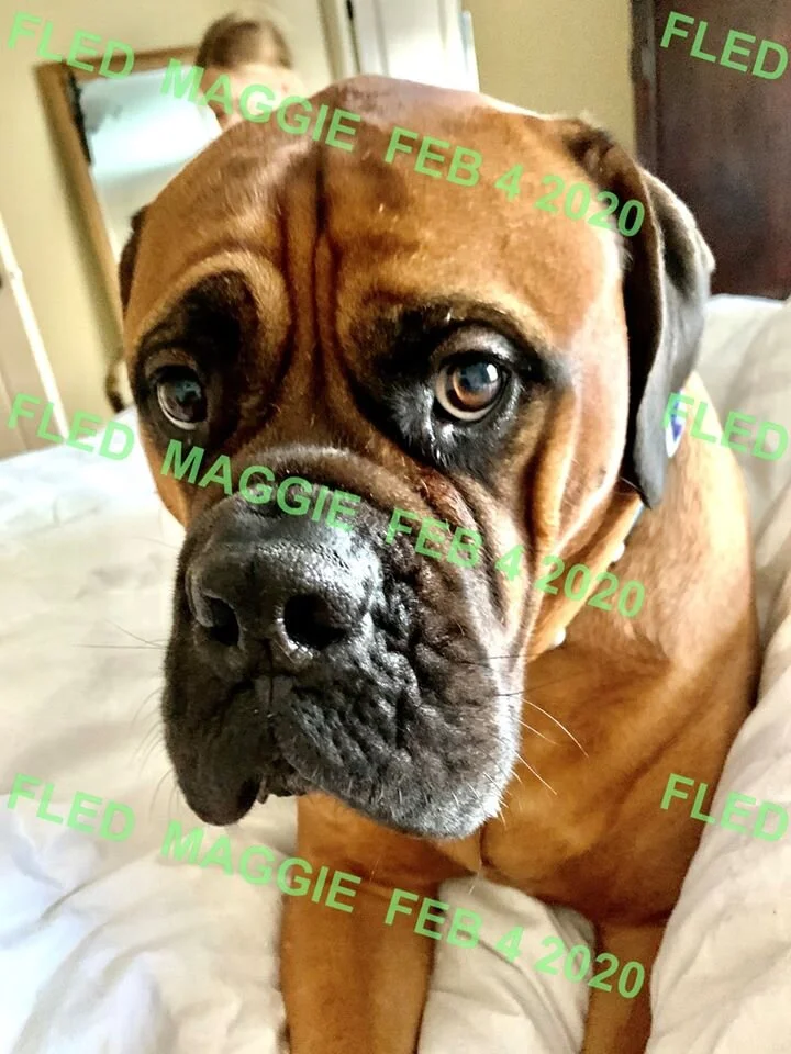 HAPPY TAILS - VIEW ROYAL BC - FEB. 4/2020