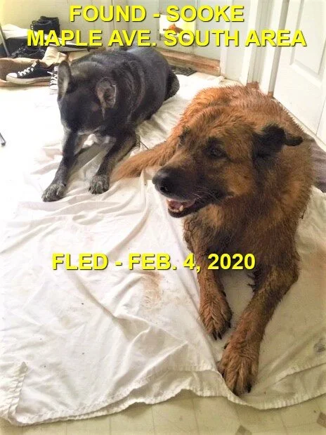 HAPPY TAILS - SOOKE BC - FEB 4/2020