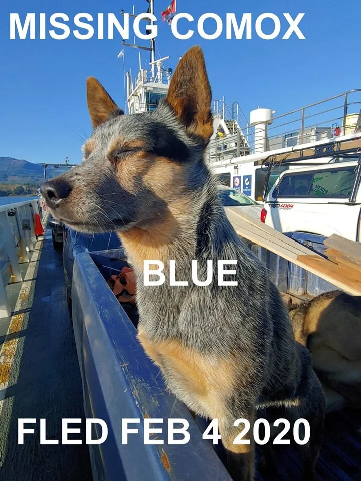 HAPPY TAILS - COMOX BC -  FEB 4//2020