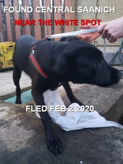 GONE TO SHELTER - CENTRAL SAANICH BC - FEB 2/2020