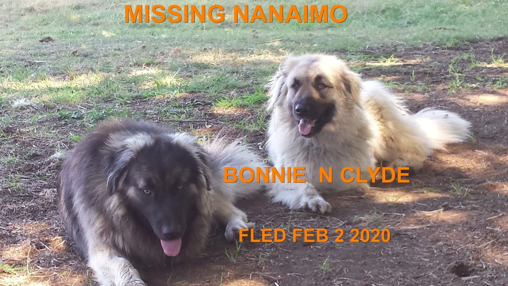 HAPPY TAILS - NANAIMO BC - FEB 1/2020