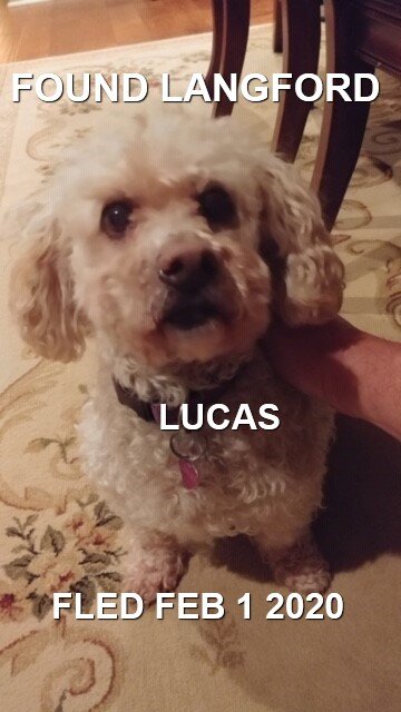 HAPPY TAILS - LANGFORD BC - FEB 1/2020