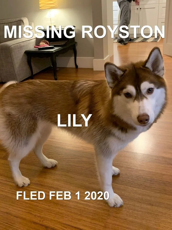 HAPPY TAILS - ROYSTON BC - FEB 1/2020