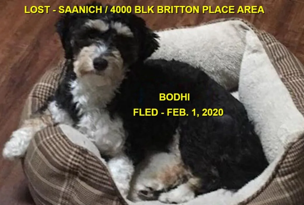 HAPPY TAILS - SAANICH BC - FEB 1/2020