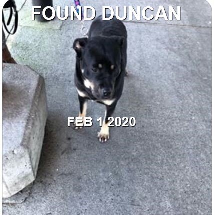GONE TO SHELTER - DUNCAN BC - FEB 1/2020