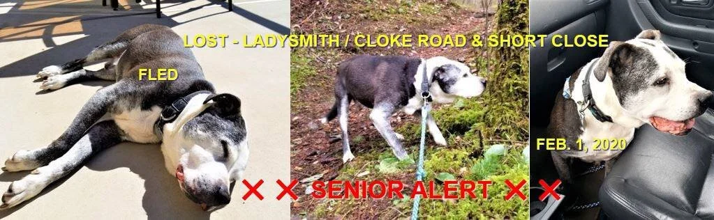 HAPPY TAILS - LADYSMITH BC - FEB 1/2020